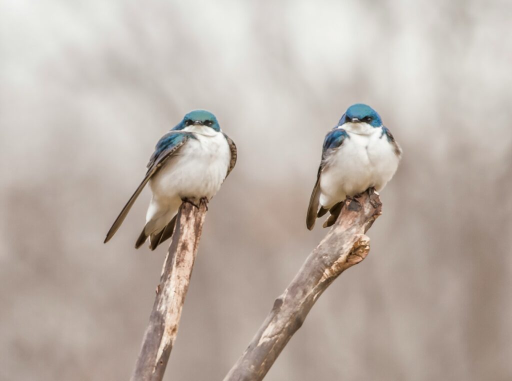 Two small birds perched on a branch.