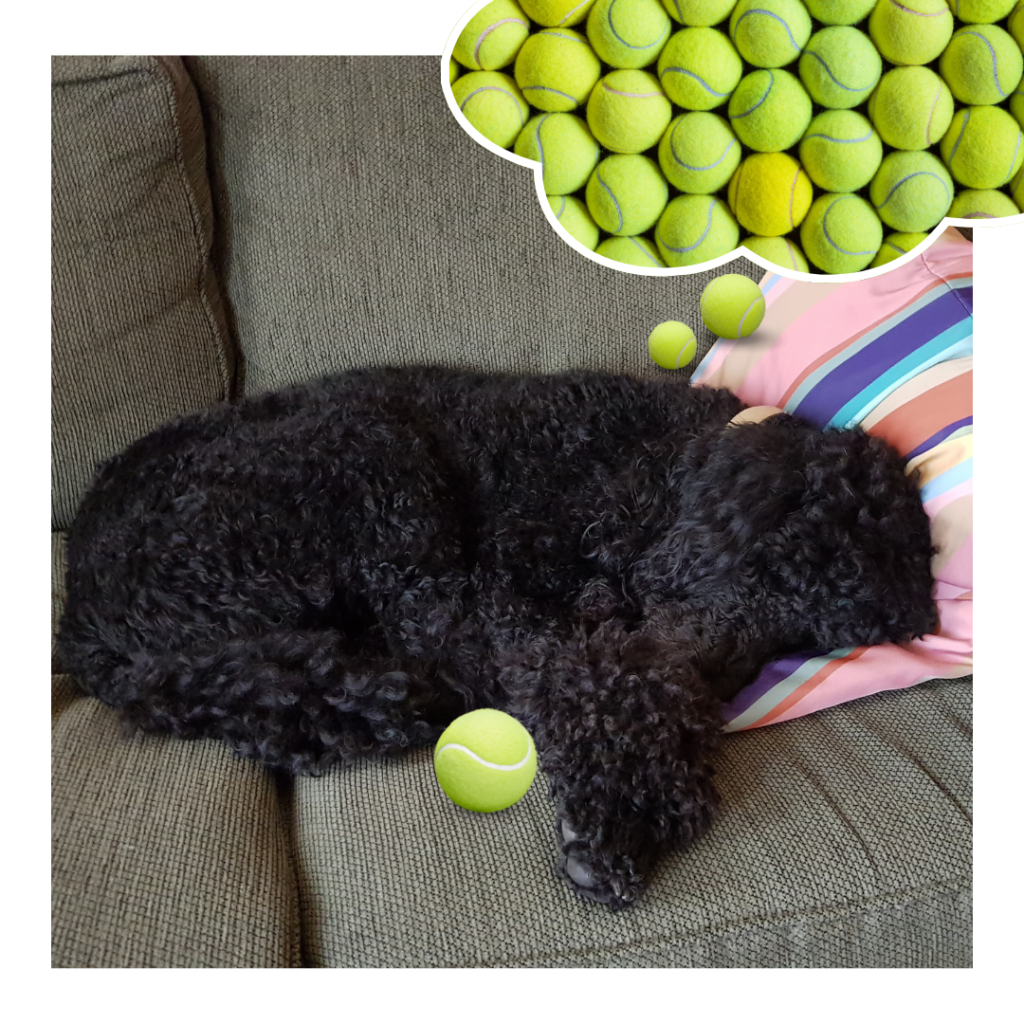 Louis is lying on a couch, Louis is a black standard poodle, Louis is dreaming of yellow tennis balls.